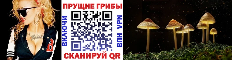 Псилоцибиновые грибы мицелий  купить закладку  Цивильск 